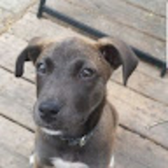 Meet your Posher, Sam - Picture 1 of 1